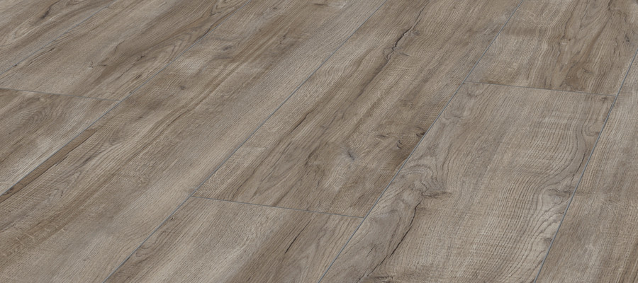 FCCL136601 Silver oak